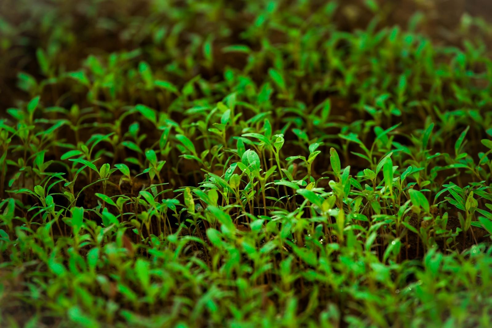 Close-up of vibrant green sprouts growing densely in a natural garden environment.