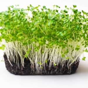 Microgreens de Mostaza - 100g