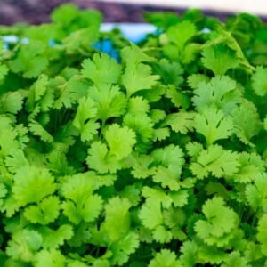 Microgreens de Cilantro - 100g
