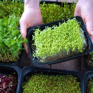 Kit de Cultivo de Microgreens en Casa