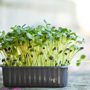 Microgreens de Girasol - 100g