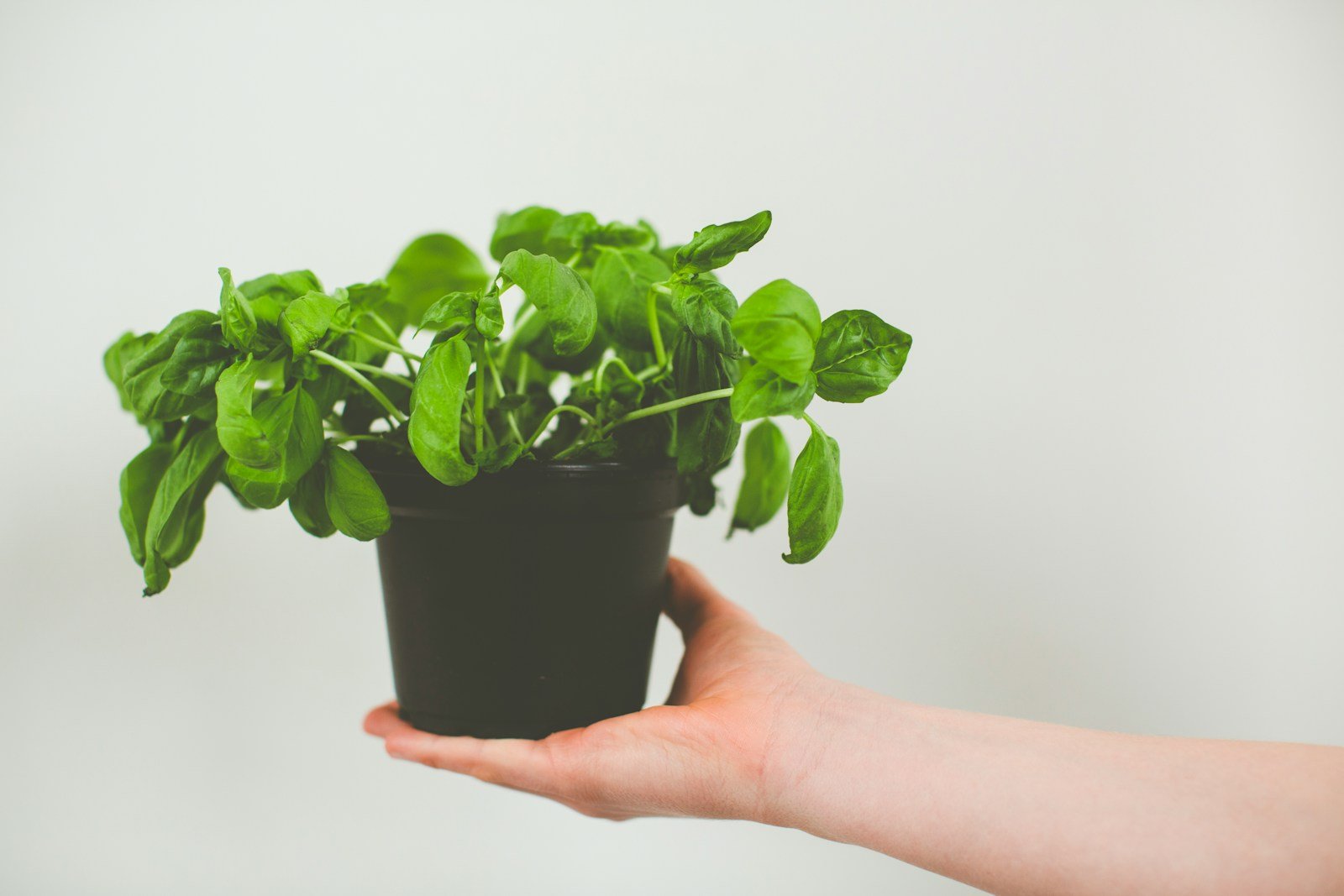 green plant on black pot